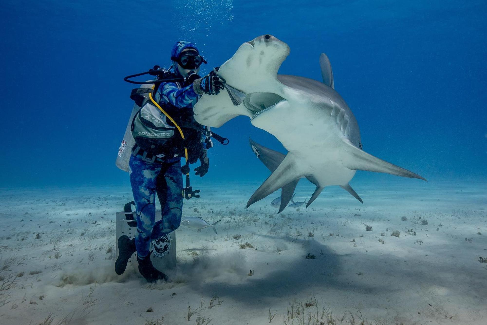 Bimini Big Game Club Resort & Marina Alice Town  Extérieur photo